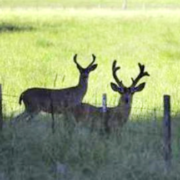 Wildlife on the Retreat
