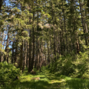 A passage through the woods