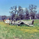 OM-Tree-1975-150x150